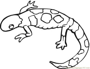 Coloring Pages Gecko lizards (Reptile > Lizard) - free printable