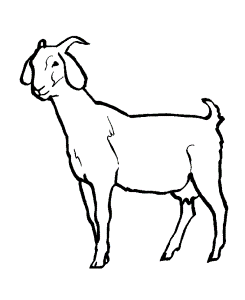 Camels Coloring Pages Worksheets - Kids Colouring Pages