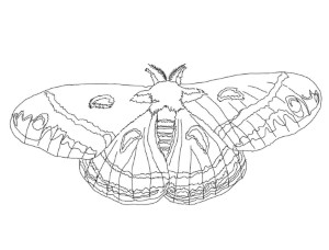 Printable Cecropia Moth coloring page for both aldults and kids.