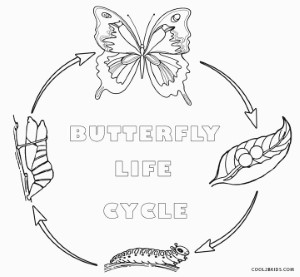 Butterfly Life Cycle Coloring Pages | Butterfly coloring page ...