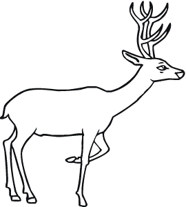 21 Free Pictures for: Deer Coloring Page. Temoon.us