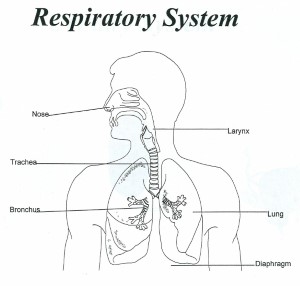Respiratory System Unlabeled - Human Anatomy Diagram