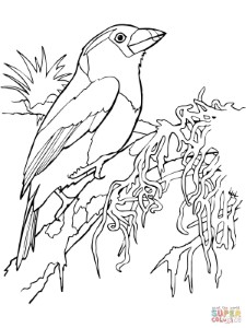 Toucan coloring pages | Free Coloring Pages