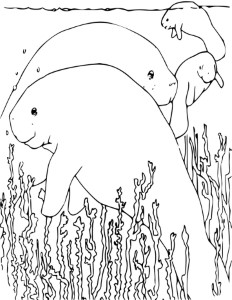 Manatee Coloring Page for Kids - Free Printable Picture