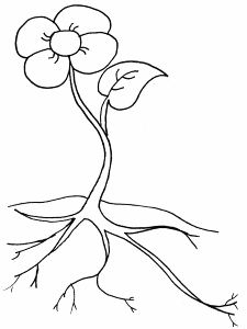 roots growing Colouring Pages