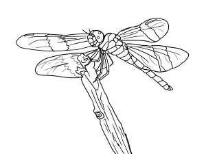 FREE Dragonfly Coloring Page 18