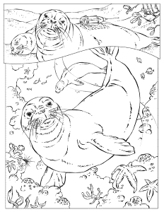 how to draw monk seals Colouring Pages