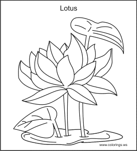 Lotus Flower Coloring Pages - Free Printable Coloring Pages | Free