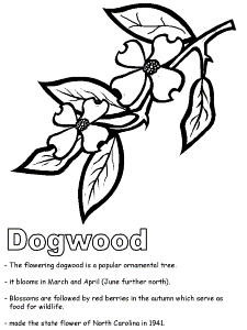 Dogwood coloring page