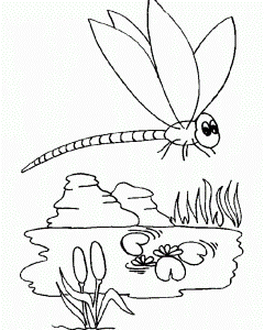 Download Dragonfly In The Water Garden Coloring Pages Or Print