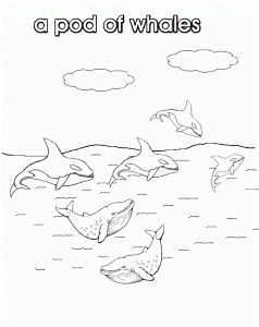 Collective Nouns - Whales - Colouring Pages